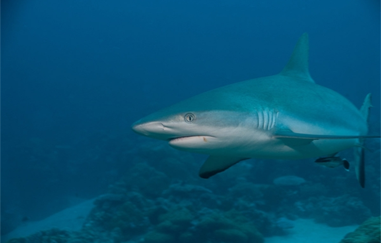 7_Grey reef shark - Steve Lindfield (002)
